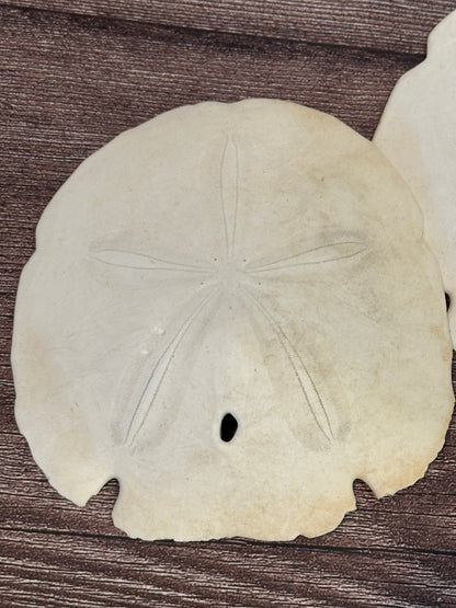 Loose Arrowhead Sand Dollar *Dirty* with Rough or Broken Edges
