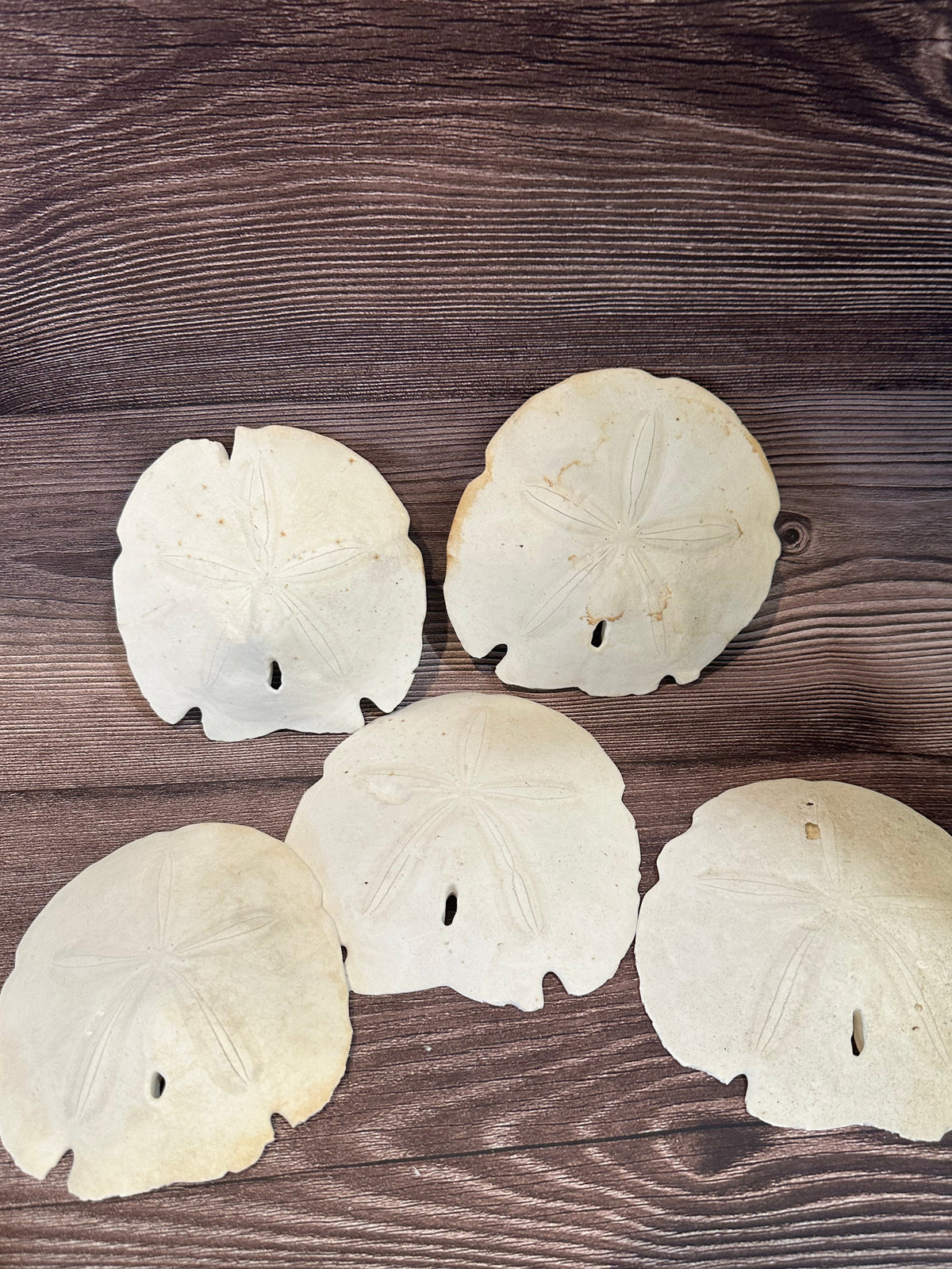 Loose Arrowhead Sand Dollar *Dirty* with Rough or Broken Edges