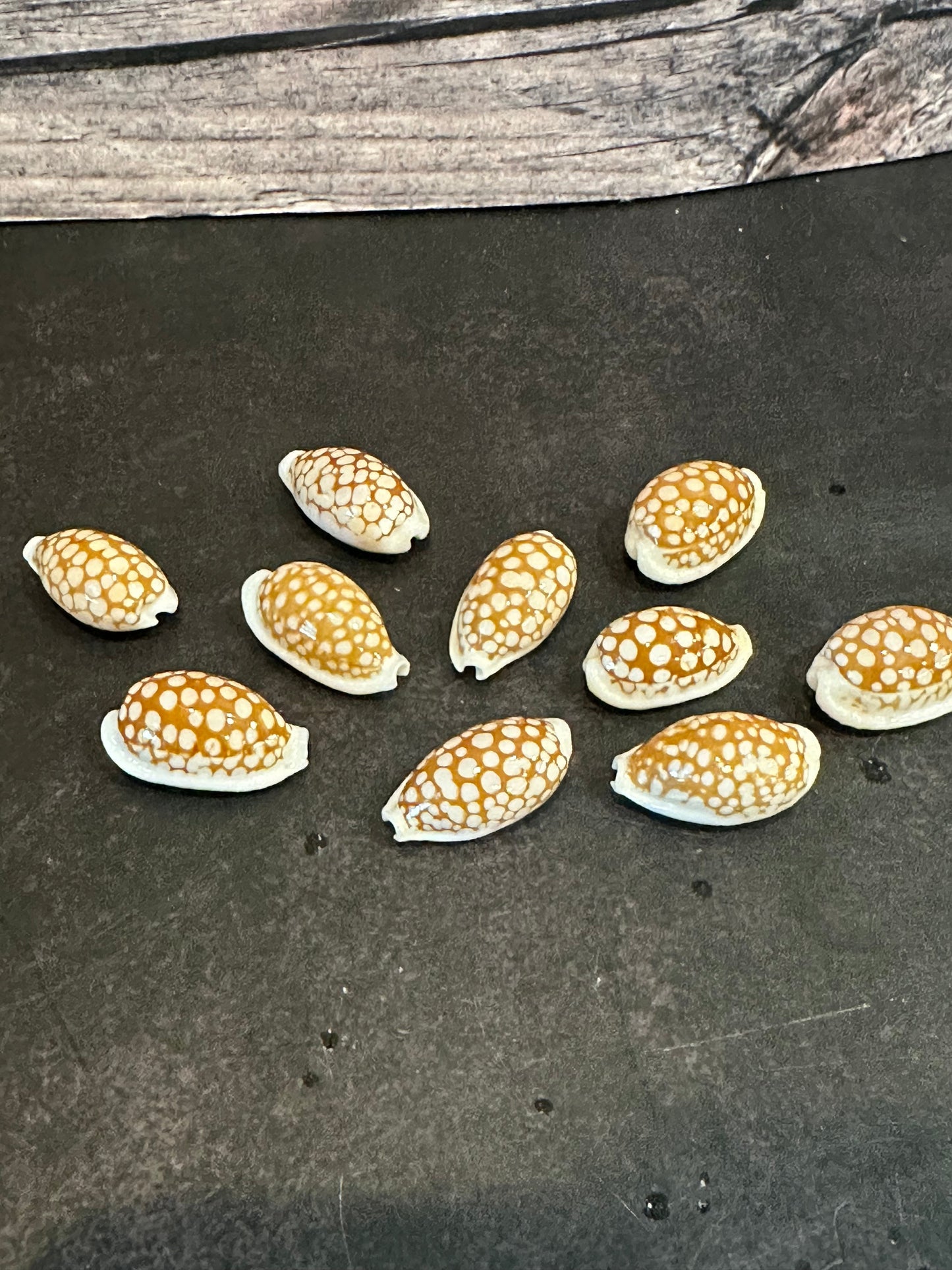 Sieve Cowrie Shells Cribrarula cribraria