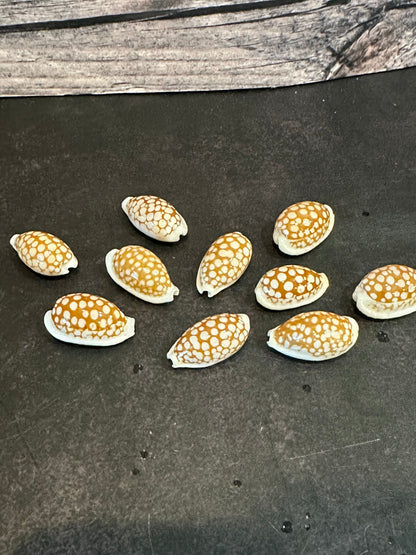 Sieve Cowrie Shells Cribrarula cribraria