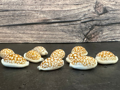 Sieve Cowrie Shells Cribrarula cribraria