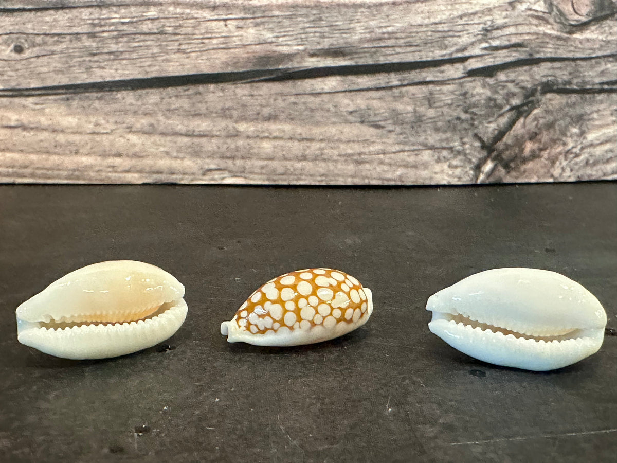 Sieve Cowrie Shells Cribrarula cribraria