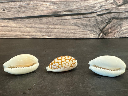 Sieve Cowrie Shells Cribrarula cribraria