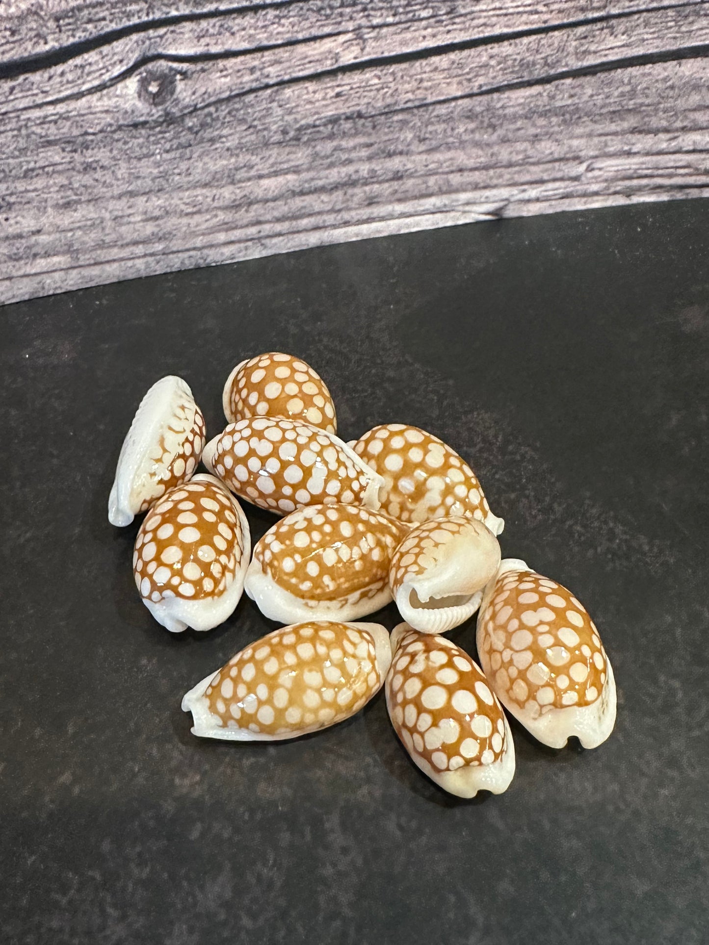 Sieve Cowrie Shells Cribrarula cribraria