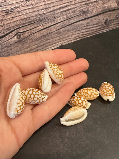 Sieve Cowrie Shells Cribrarula cribraria