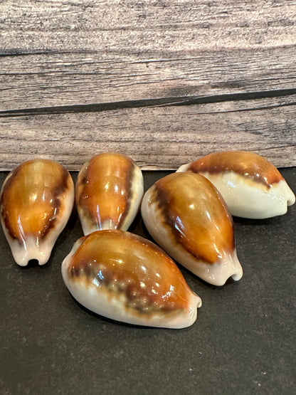 Chestnut Cowrie 35mm+