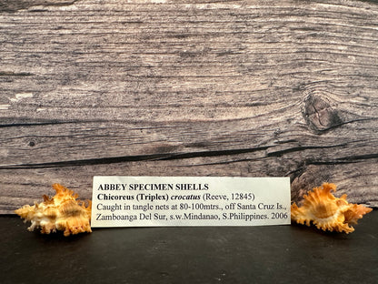 Saffron Murex-Specimen Shell (Chicoreus (Triplex) crocatus)
