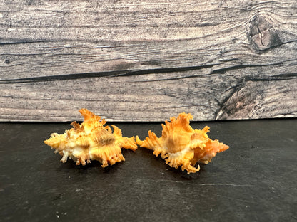 Saffron Murex-Specimen Shell (Chicoreus (Triplex) crocatus)