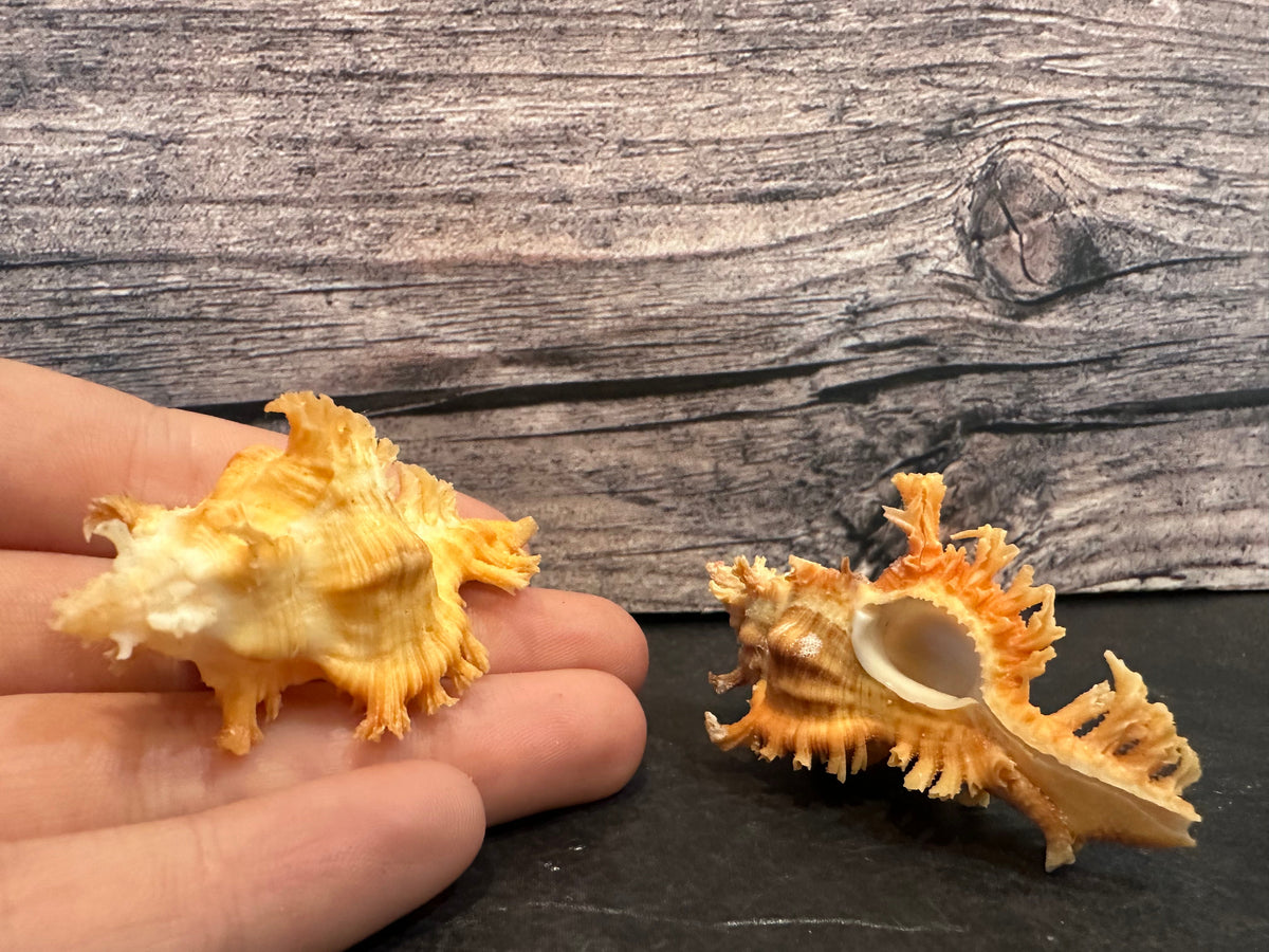 Saffron Murex-Specimen Shell (Chicoreus (Triplex) crocatus)