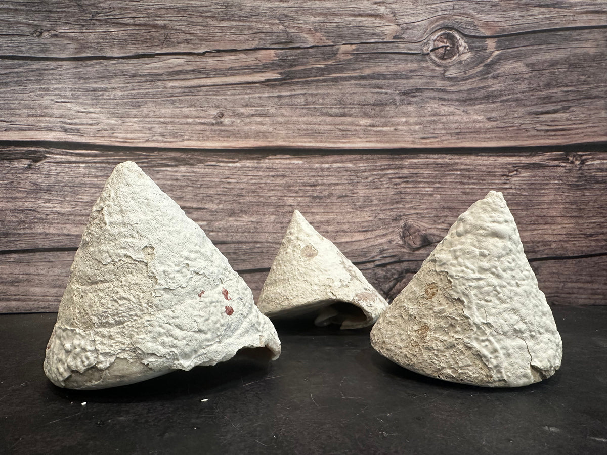 Calcium Covered Raw Trochus Commercial Top Shell 3-4"