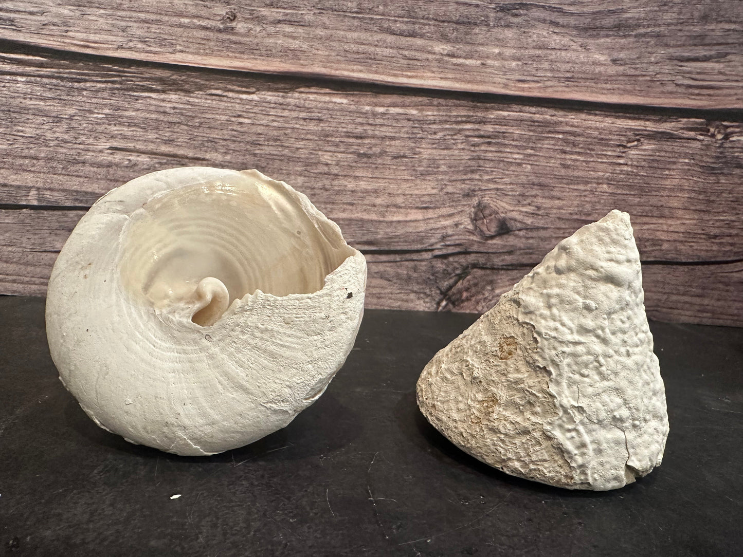 Calcium Covered Raw Trochus Commercial Top Shell 3-4"