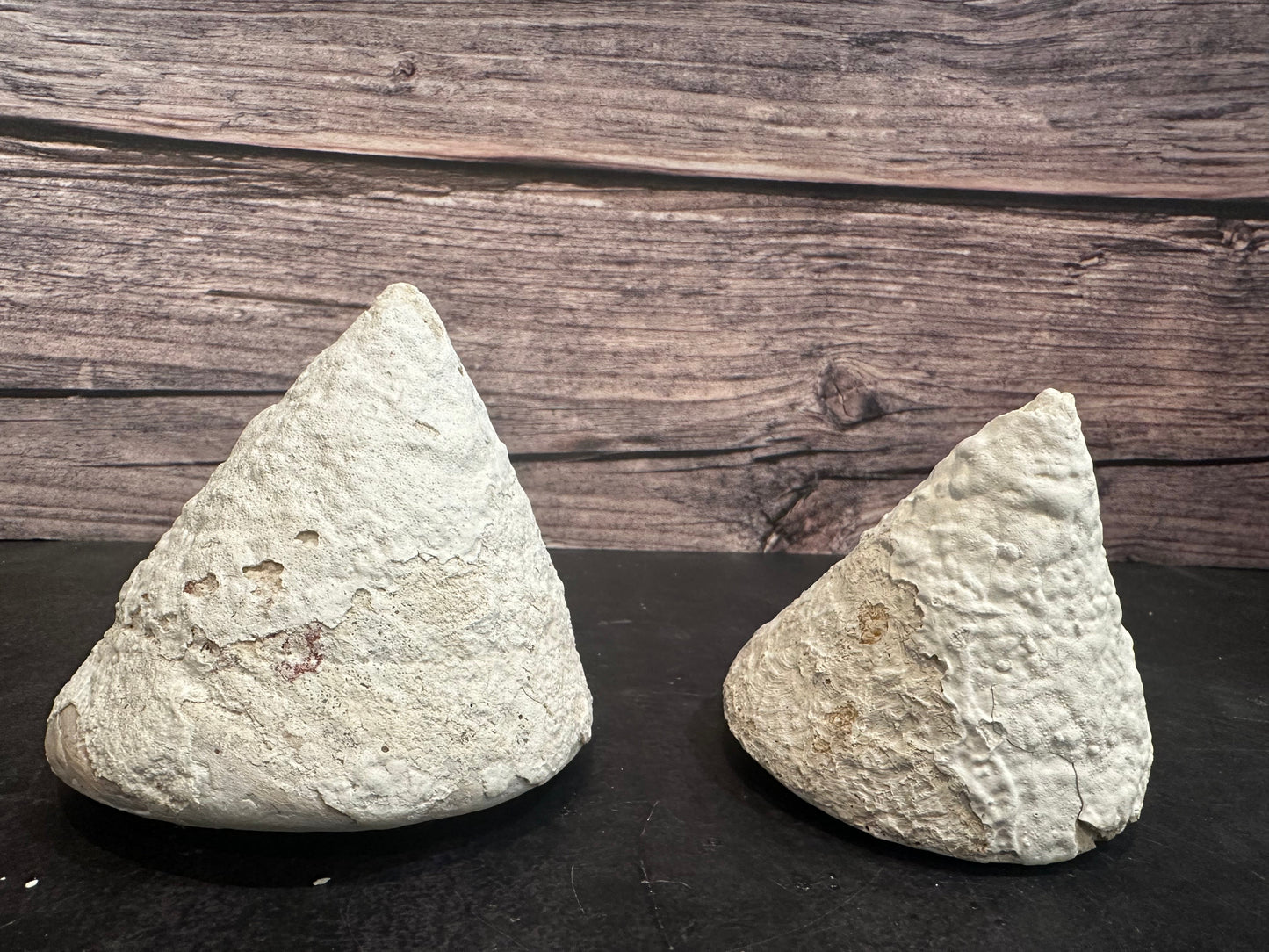 Calcium Covered Raw Trochus Commercial Top Shell 3-4"