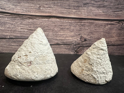 Calcium Covered Raw Trochus Commercial Top Shell 3-4"