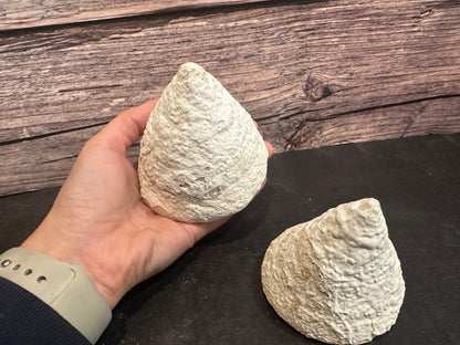 Calcium Covered Raw Trochus Commercial Top Shell 3-4"