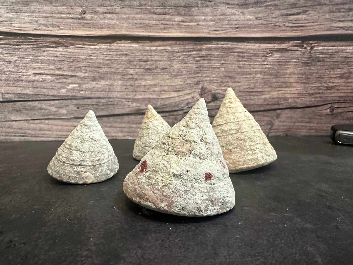 Calcium Covered Raw Commercial Top Shell 2-3"