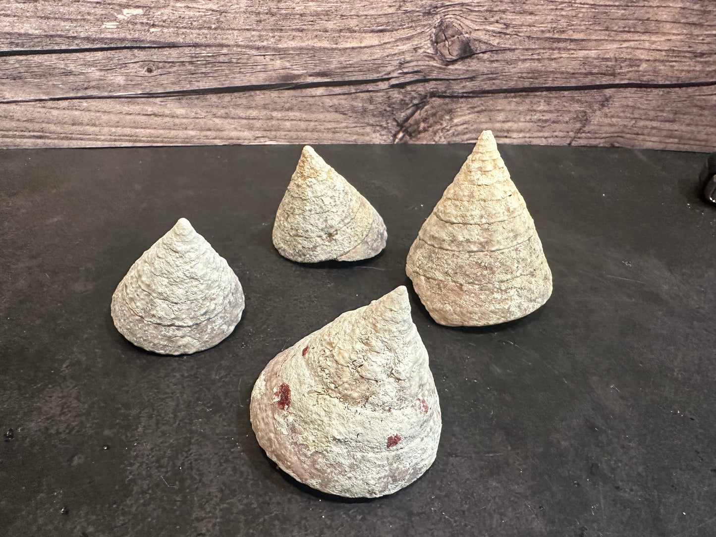 Calcium Covered Raw Commercial Top Shell 2-3"