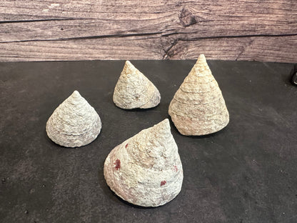 Calcium Covered Raw Commercial Top Shell 2-3"