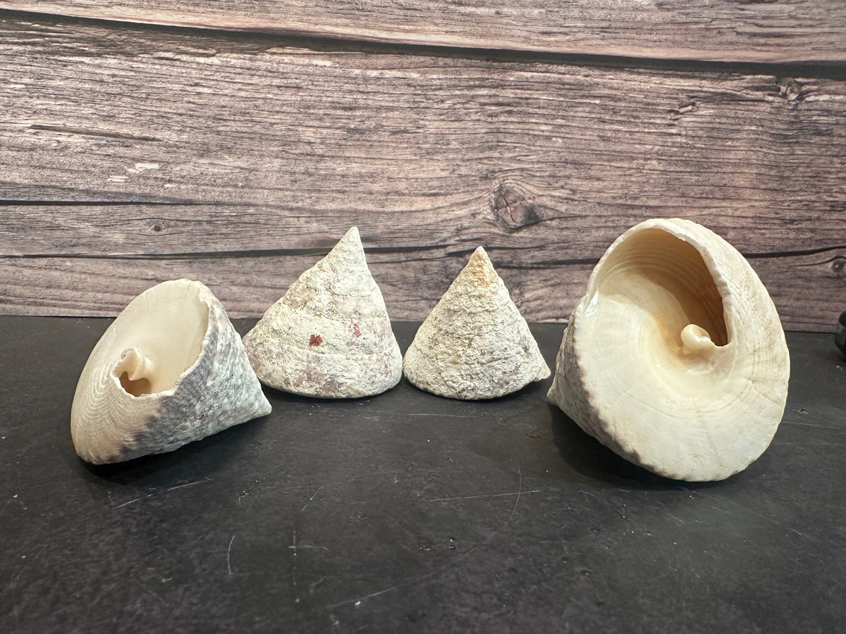 Calcium Covered Raw Commercial Top Shell 2-3"