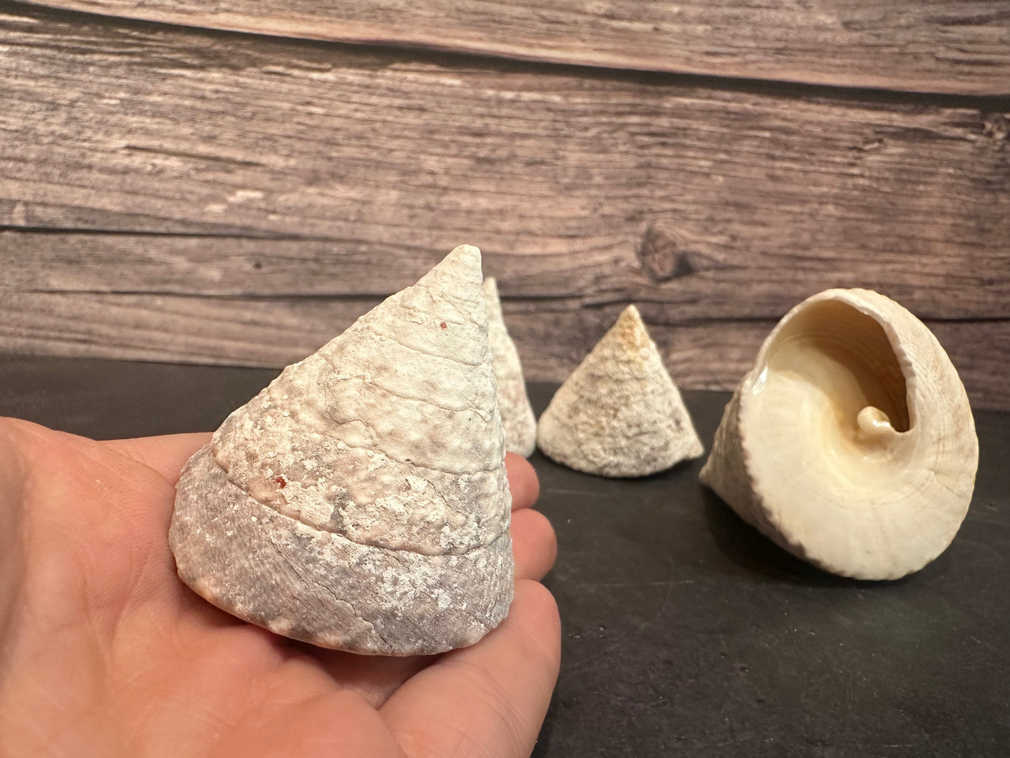 Calcium Covered Raw Commercial Top Shell 2-3"