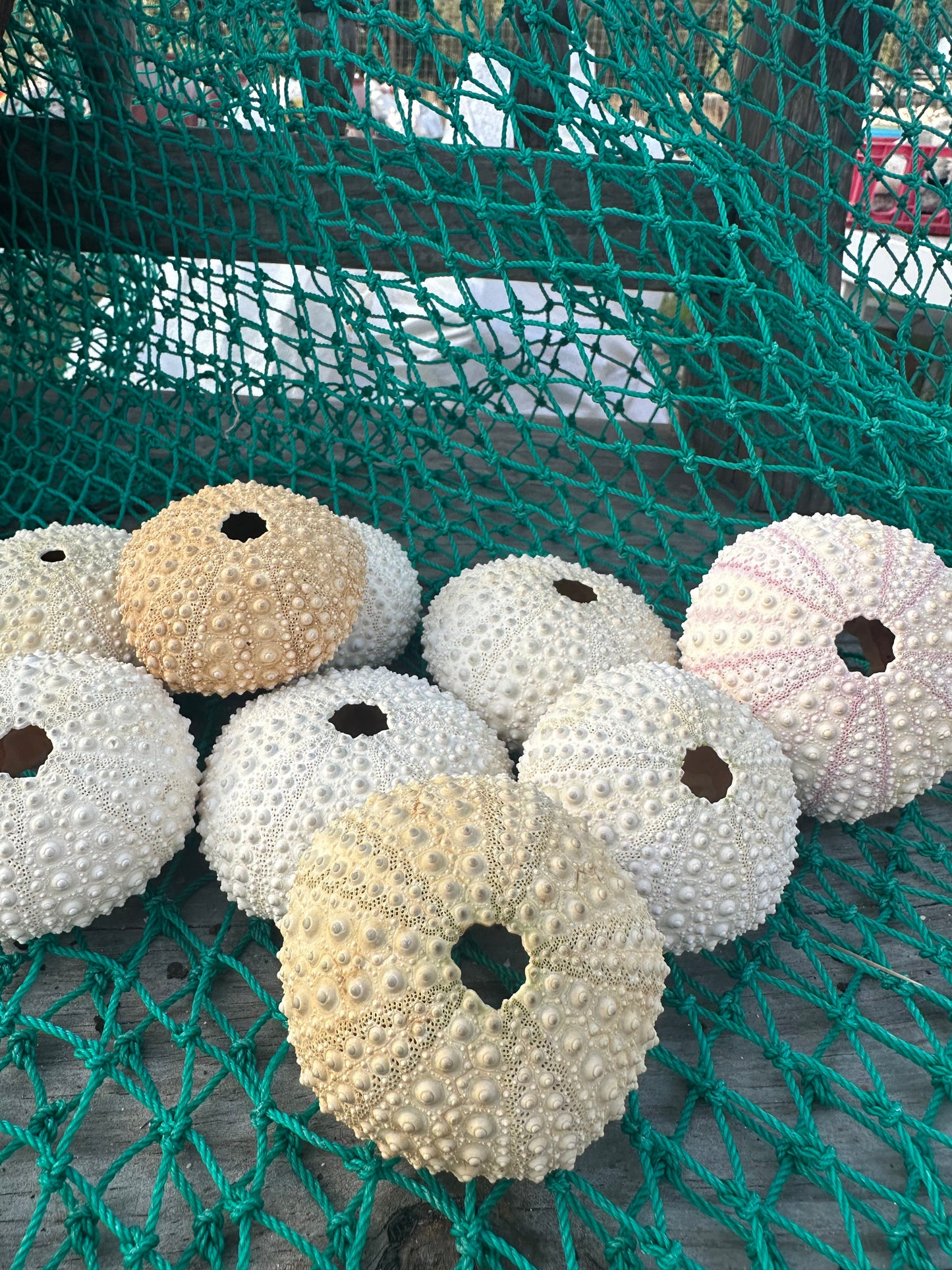 Large Pale Urchin Shell