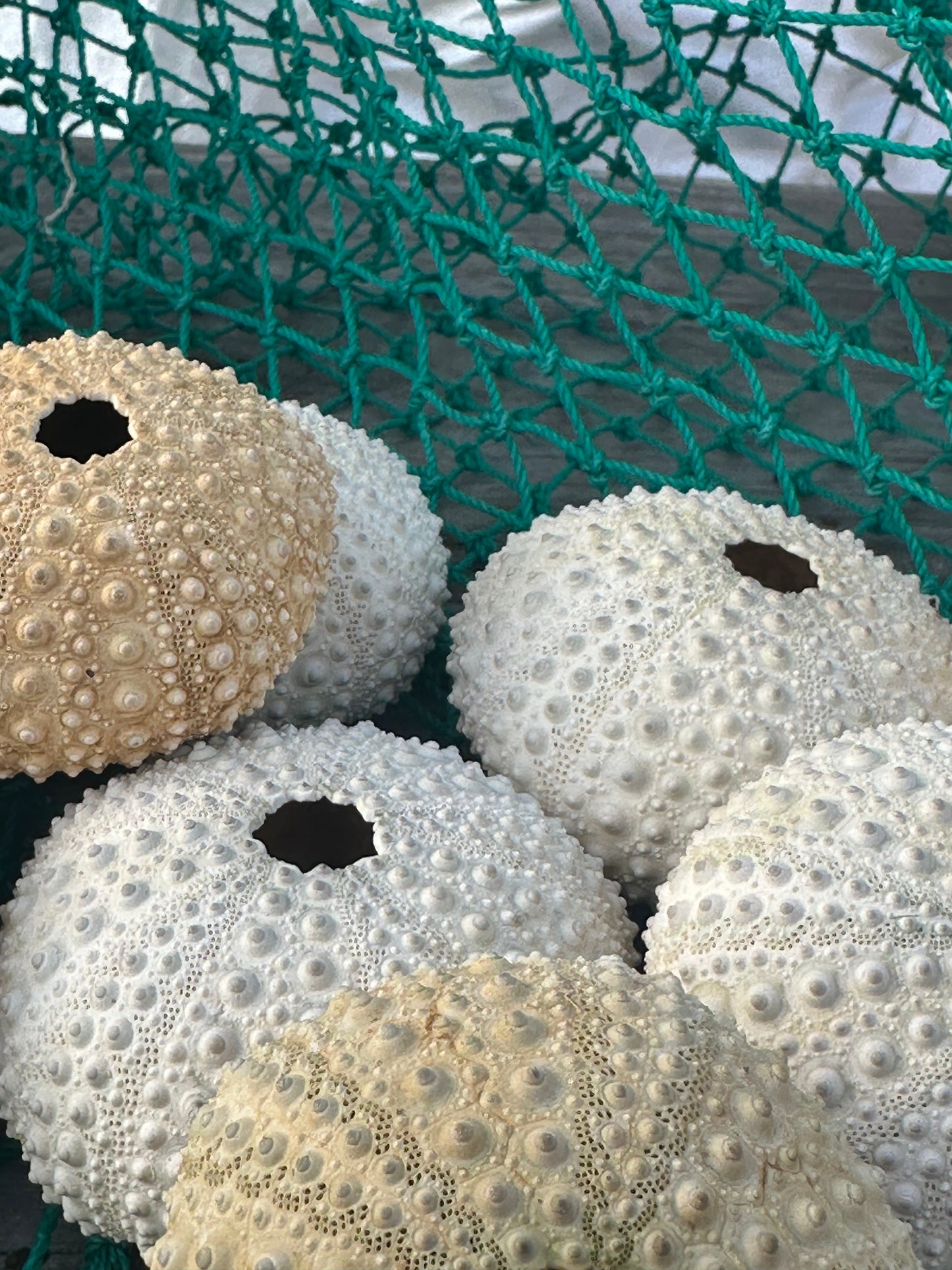 Large Pale Urchin Shell