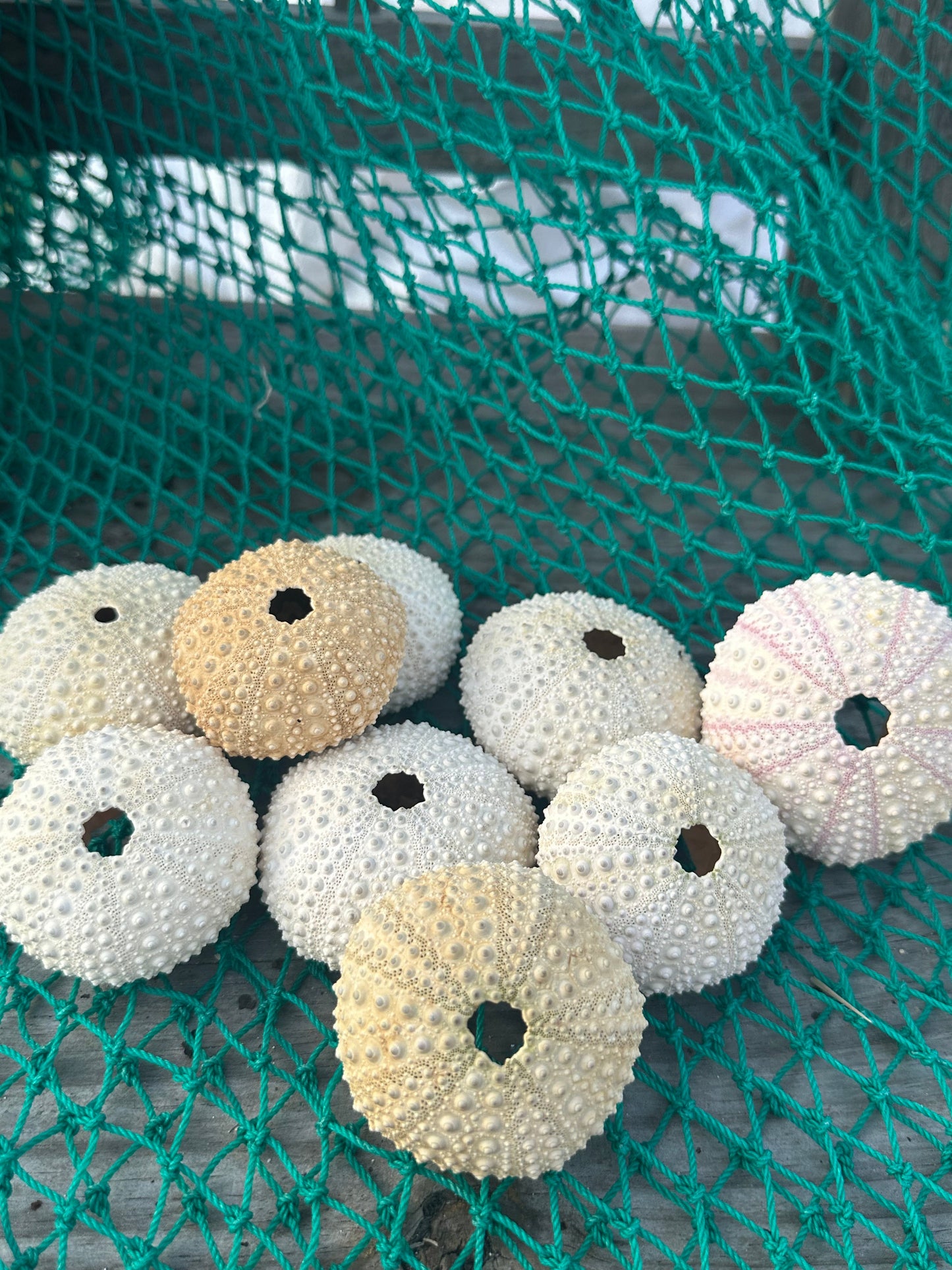 Large Pale Urchin Shell