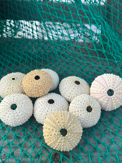 Large Pale Urchin Shell