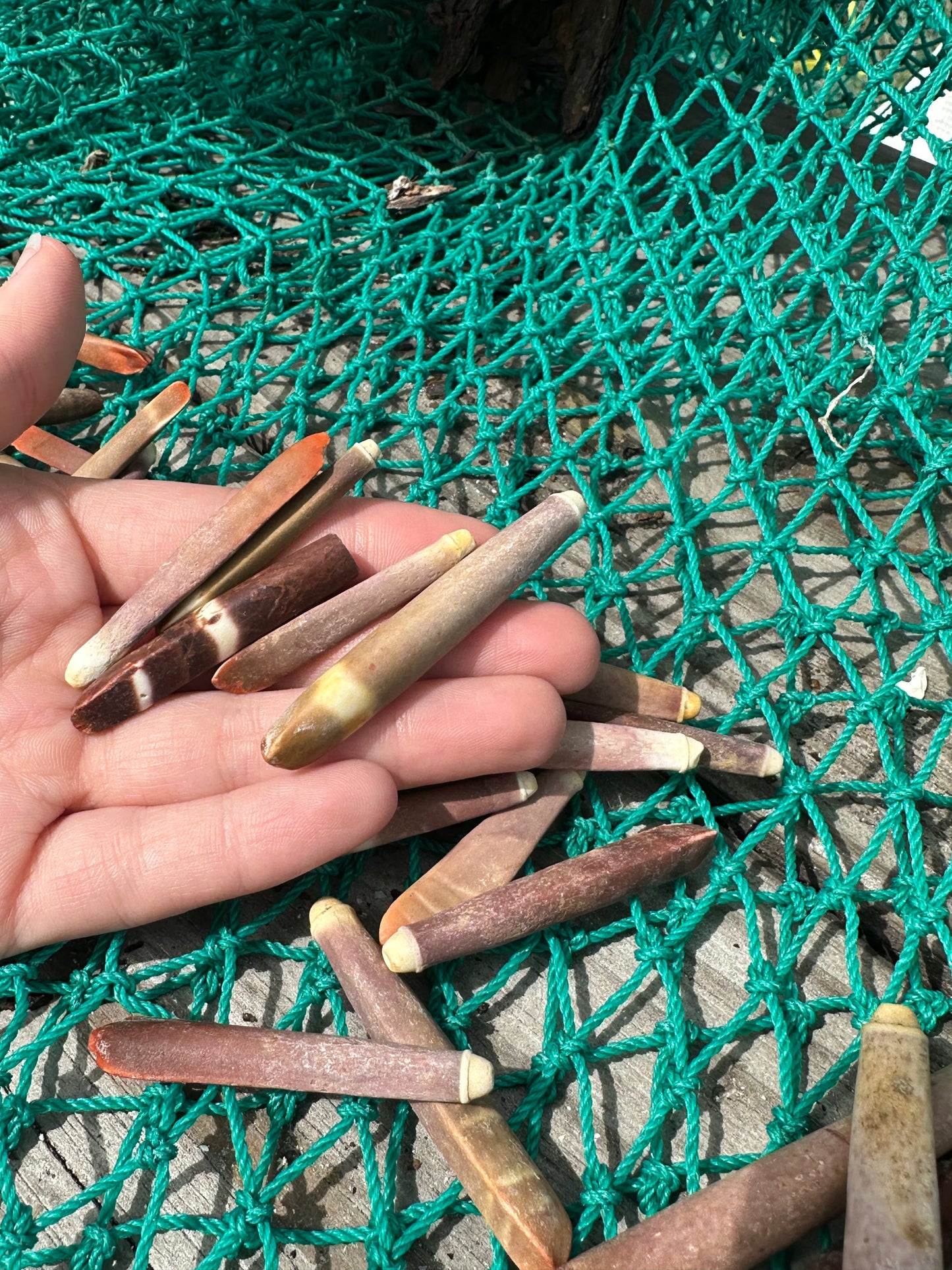 Pencil Sea Urchin Shell Spines