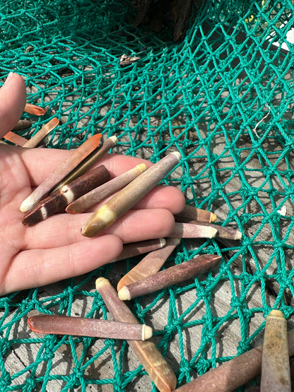 Pencil Sea Urchin Shell Spines