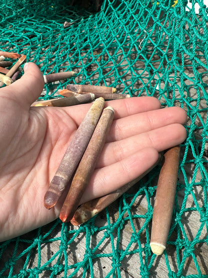 Pencil Sea Urchin Shell Spines