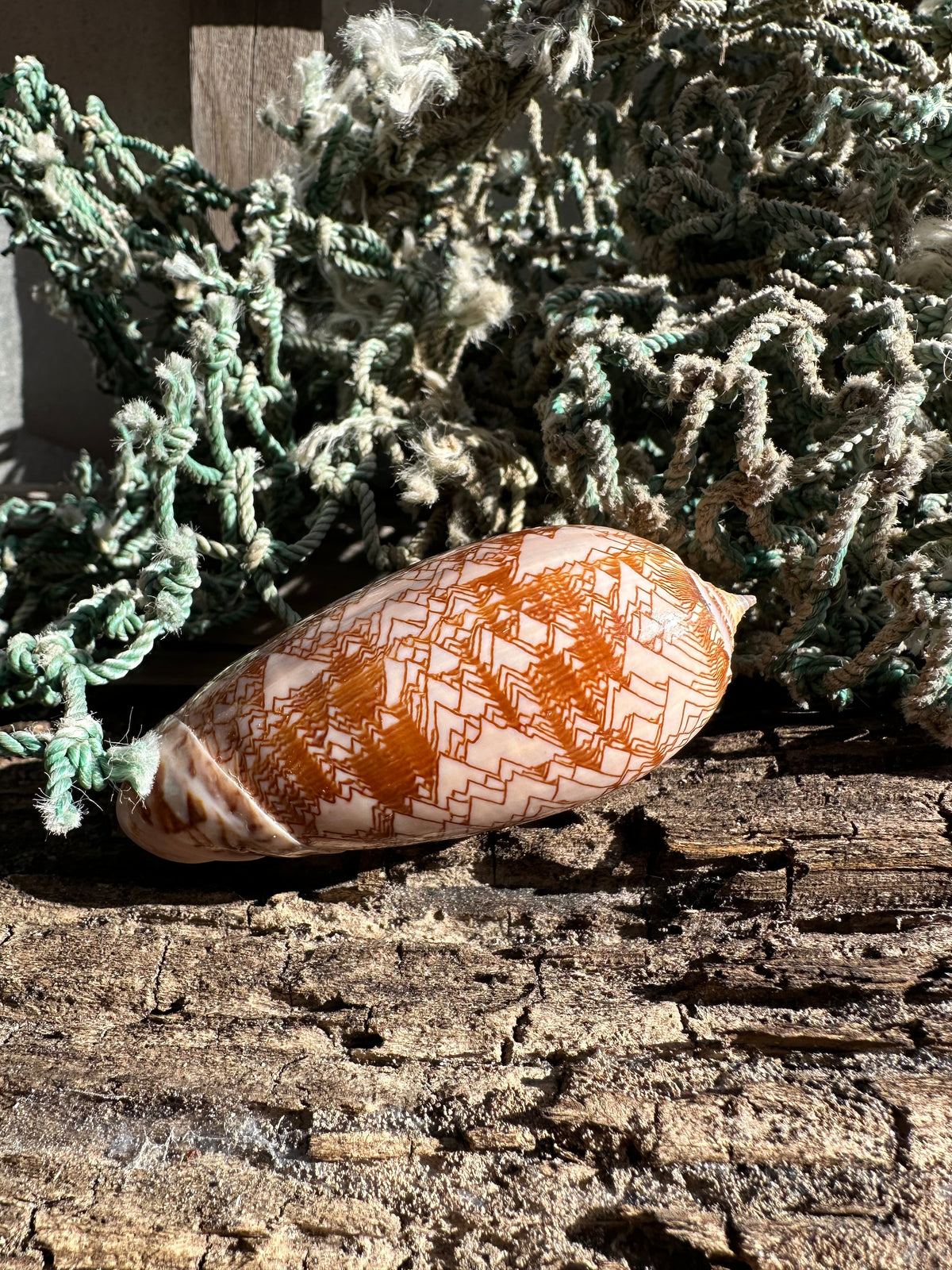 Polished Tent Olive Shell – 3.2" Oliva porphyria