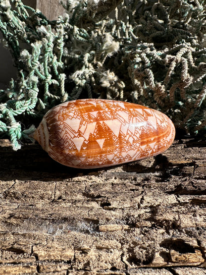 Polished Tent Olive Shell – 3.2" Oliva porphyria