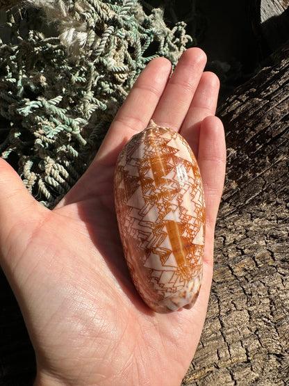 Polished Tent Olive Shell – 3.2" Oliva porphyria
