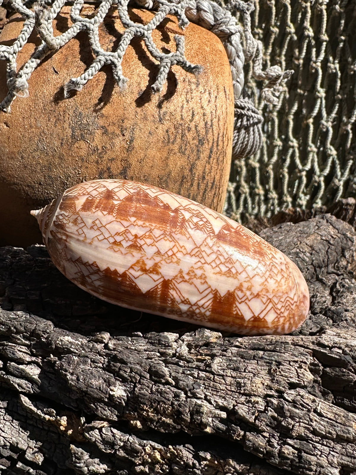 Tent Olive Shell - Oliva porphyria