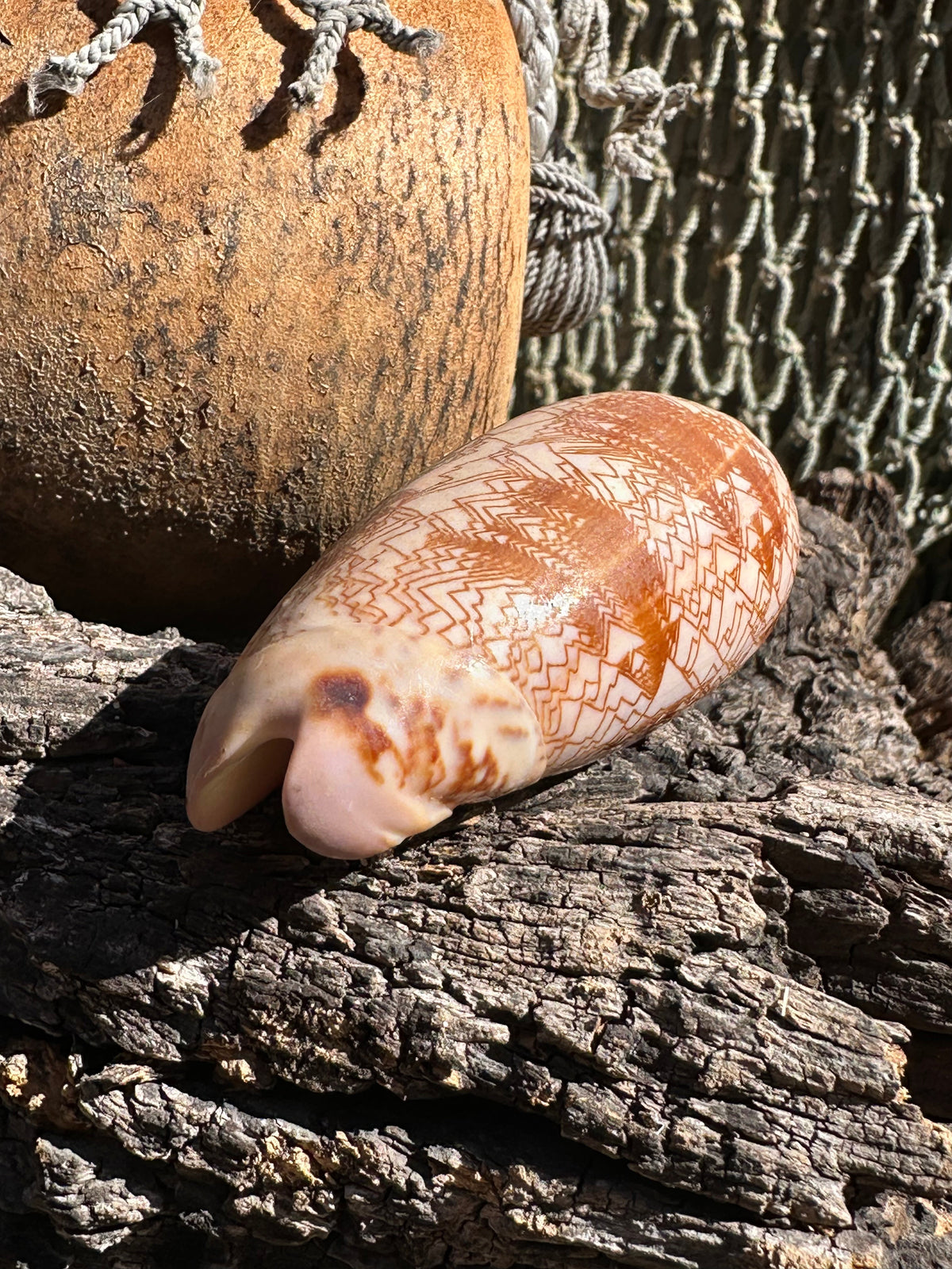 Tent Olive Shell - Oliva porphyria