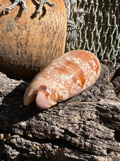 Tent Olive Shell - Oliva porphyria