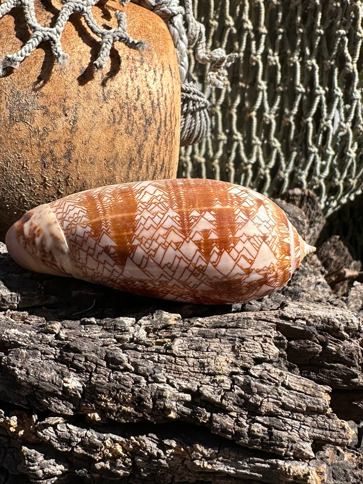 Tent Olive Shell - Oliva porphyria