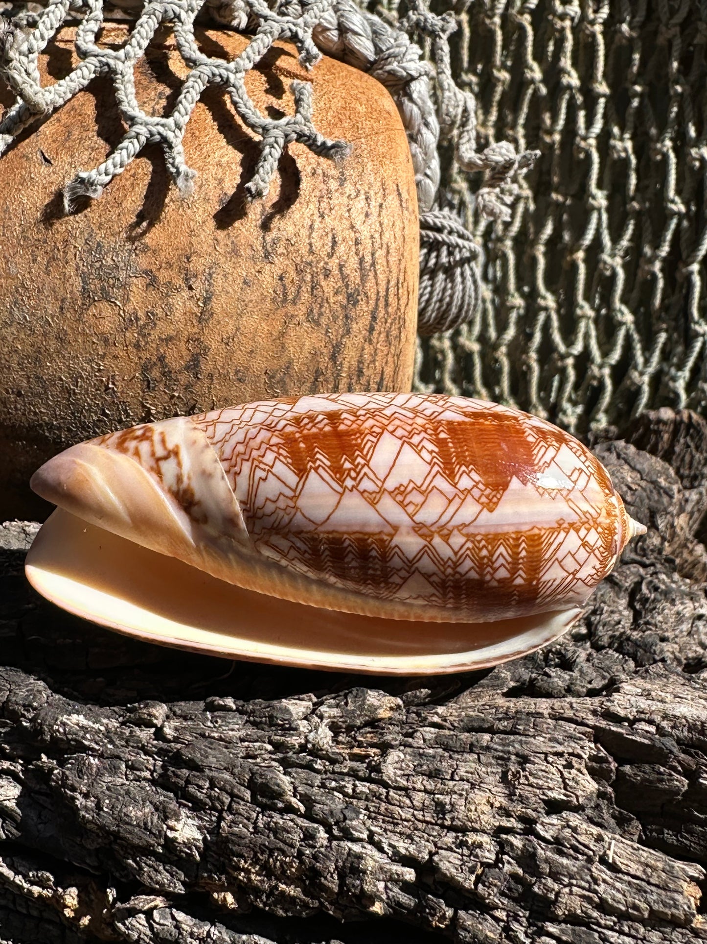 Tent Olive Shell - Oliva porphyria