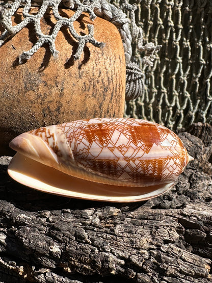 Tent Olive Shell - Oliva porphyria