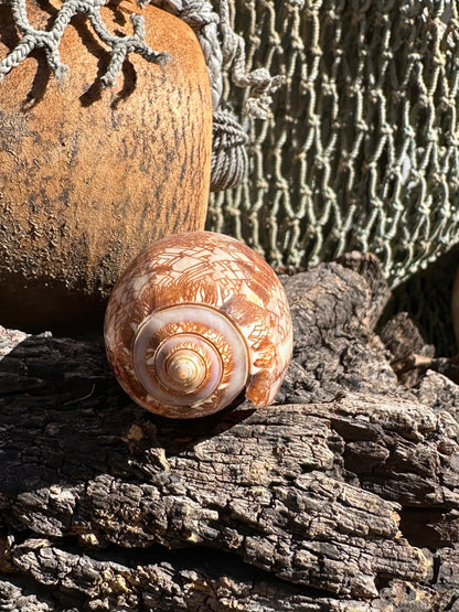 Tent Olive Shell - Oliva porphyria