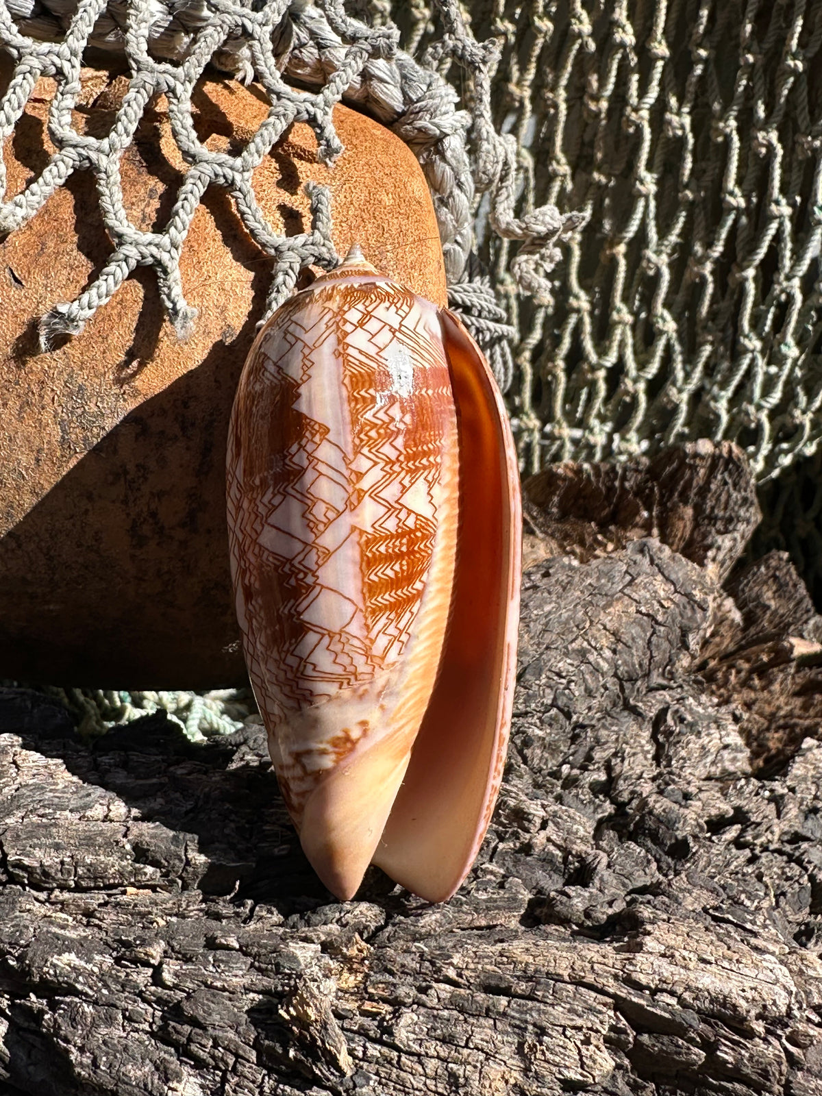 Tent Olive Shell - Oliva porphyria