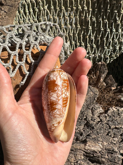 Tent Olive Shell - Oliva porphyria