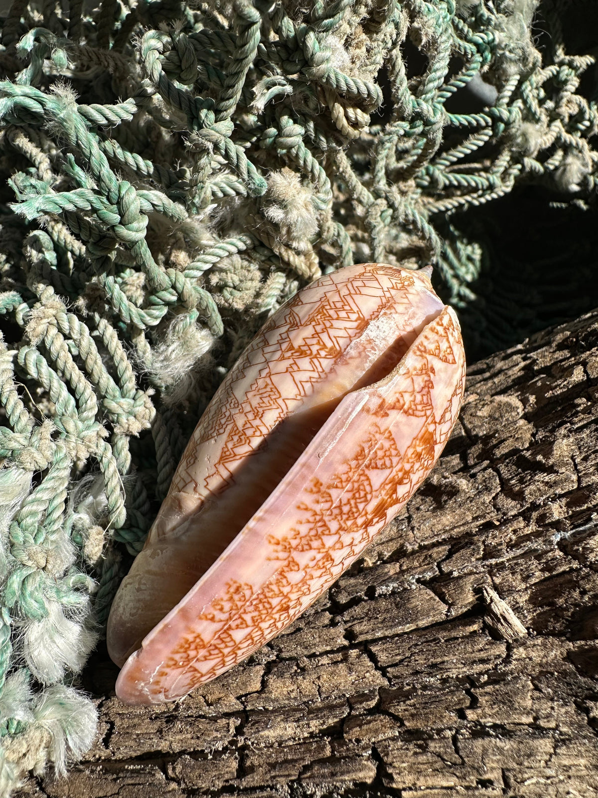 Polished Tent Olive - Oliva porphyria Slight Damage