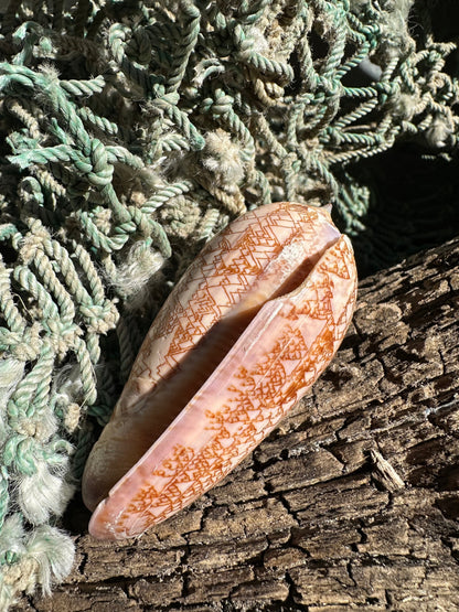 Polished Tent Olive - Oliva porphyria Slight Damage