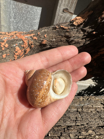Snakeskin Turbo with Operculum - Turbo sarmaticus