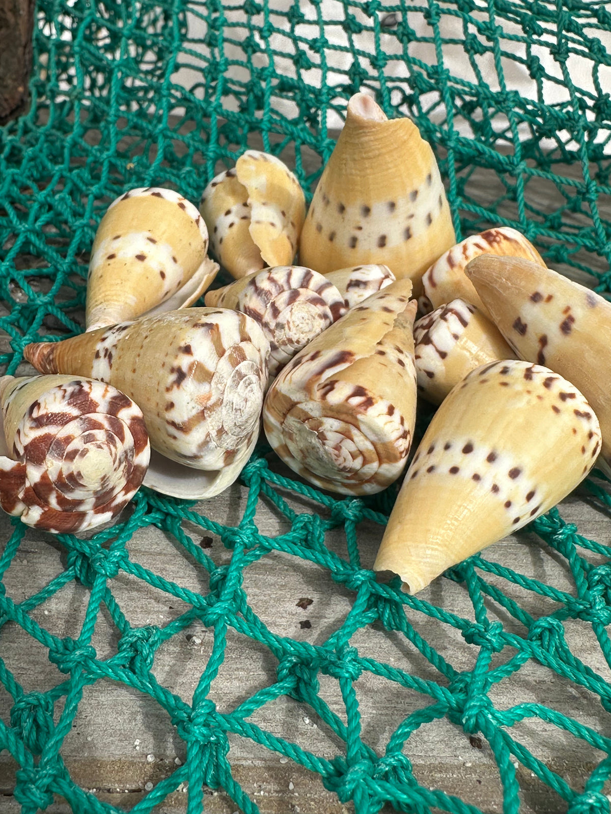 Weasel Cone Shell- Conus mustelinus