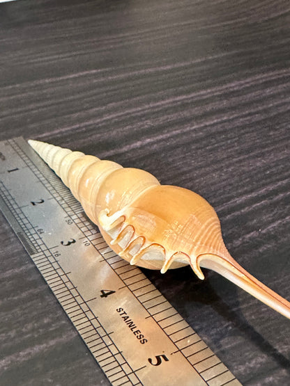 Shinbone Tibia Fucus Shell 7.5"