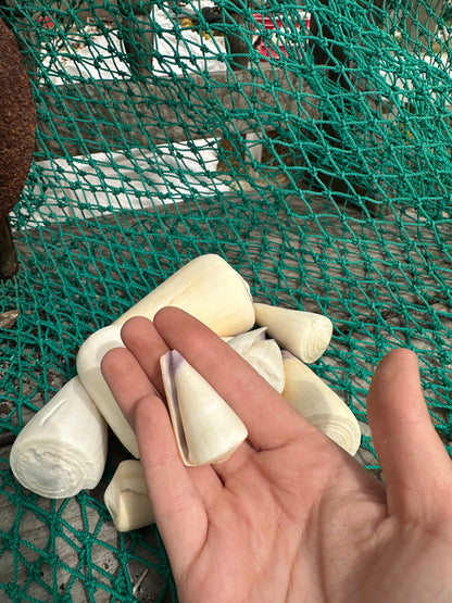 Virgin Cone Shells – Conus virgo Coastal Display Shells in 3 Size Options