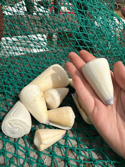 Virgin Cone Shells – Conus virgo Coastal Display Shells in 3 Size Options