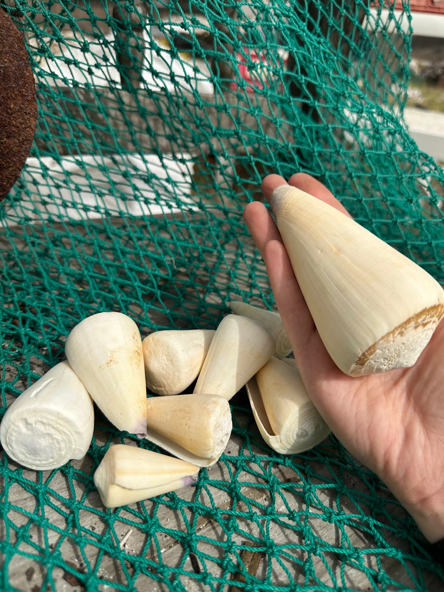 Virgin Cone Shells – Conus virgo Coastal Display Shells in 3 Size Options